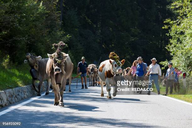 Cows returning from their summer pastures in the mountains for winter in the valley of Martell . At the end of summer the cows are driven back in a...