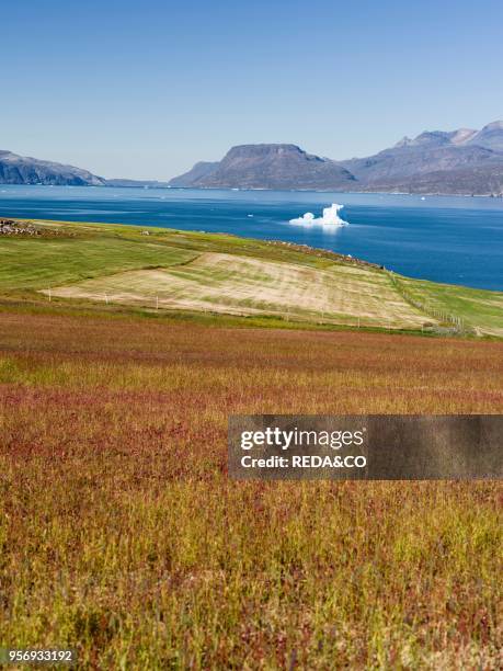 Agriculture and sheep farming near Itilleq in South Greenland at the shore of Eriksfjord. America. North America. Greenland. Denmark.