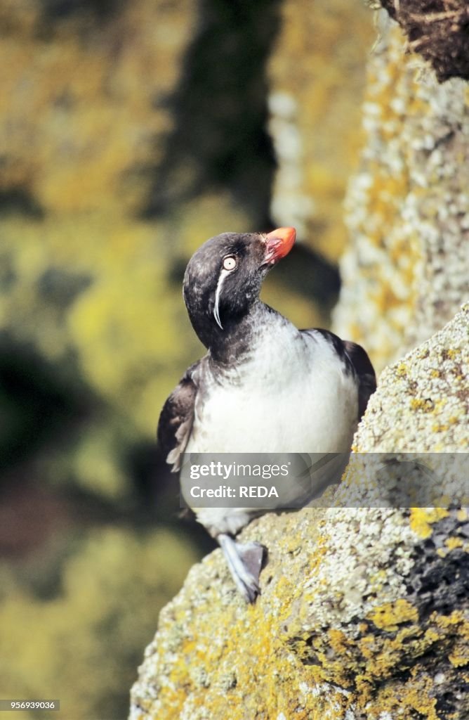 Parakeet Auklet (aethia Psittacula)