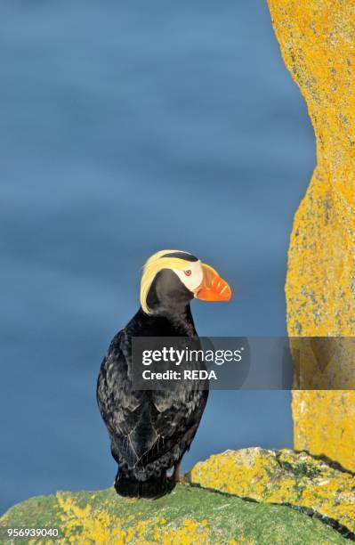 Tufted Puffin on a Cliff on Round Island. Alaska America. North America. Alaska. Pacific. Round Island.