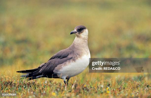 Arctic Skua . Pale Morpheurope. Great Britain. Scotland. Shetland Islands. Fair Isle.