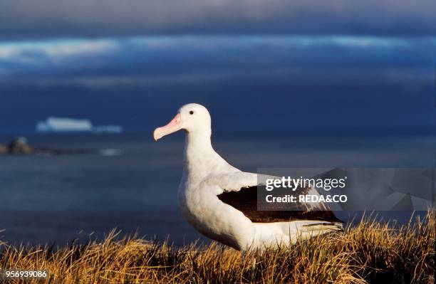 Wandering Albatross Portrait. Island of South Georgia.