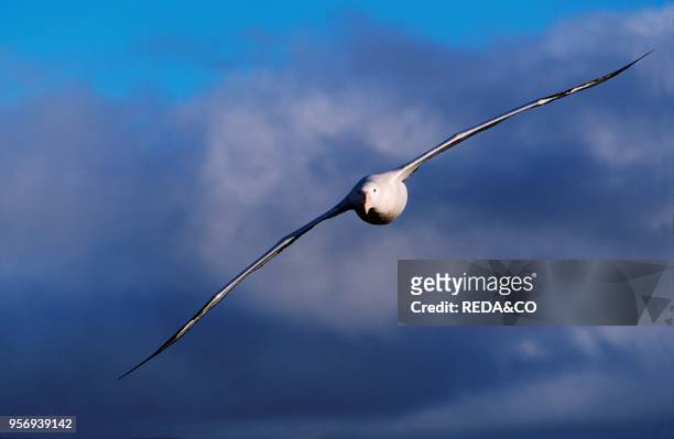 Wandering Albatross in flight in front of Thunderstorm Clouds. Island of South Georgia.