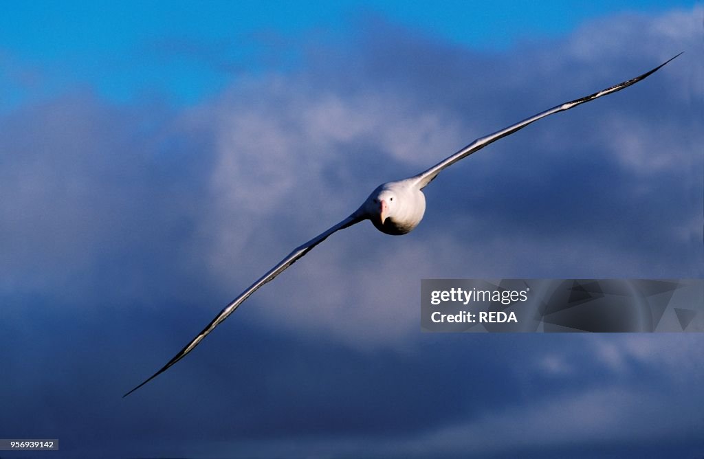 Wandering Albatross (Diomendea exulans) in flight in front of Thunderstorm Clouds