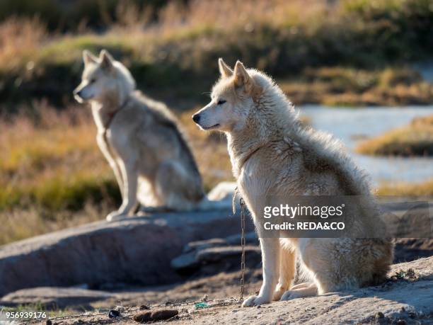 Sled Dogs. The Inuit Village Oqaatsut Located In The Disko Bay. America. North America. Greenland. Denmark.