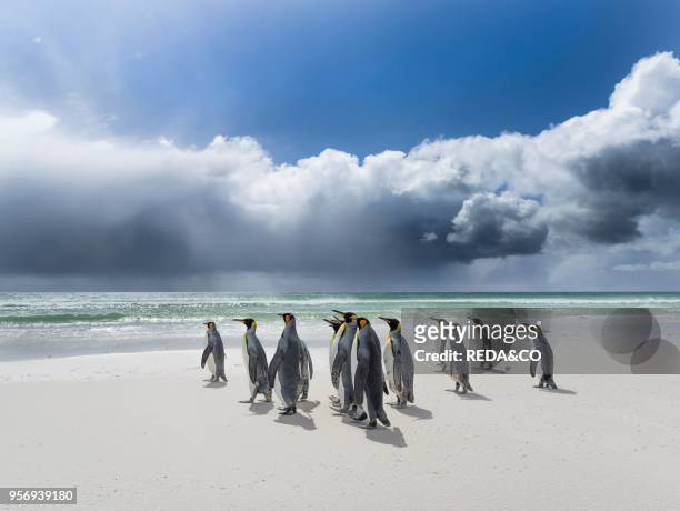 King Penguin on the Falkand Islands in the South Atlantic. Group of penguins on sandy beach during storm. Thunderstorm clouds in the background....