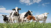 black and white cows in green grassy meadow under blue sky near amersfoort in holland