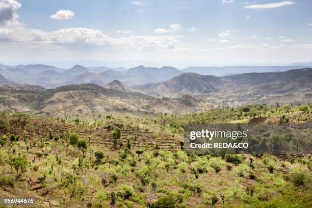 Dry farming on terraces in the steep and mountainous territory of the Konso. Rift valley. The Konso. A tribe of the Ethiopian southern nations. Have...