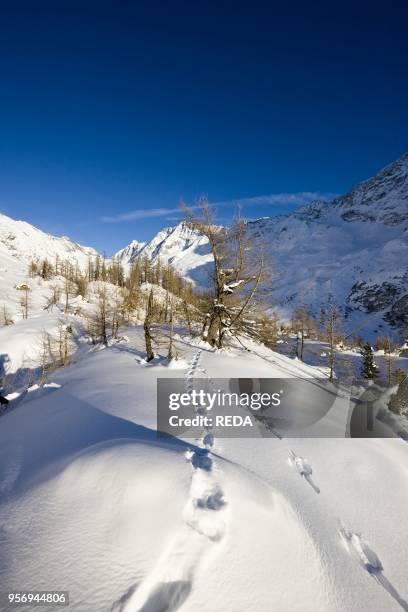 Animal tracks in deep snow in winter landscape with larch tree forest in the Loetschental . The Loetschental is part of the UNESCO heritage site...