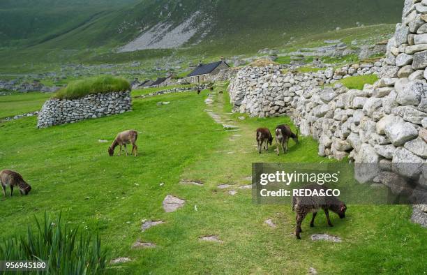 The islands of St Kilda archipelago in Scotland. Island of Hirta. Soay sheep a traditional and old breed of sheep unique to St. Kilda. Now feral. It...