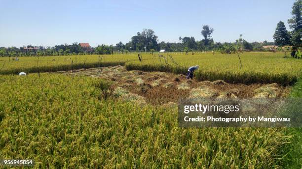 bali rice harvest - gras sense stock-fotos und bilder