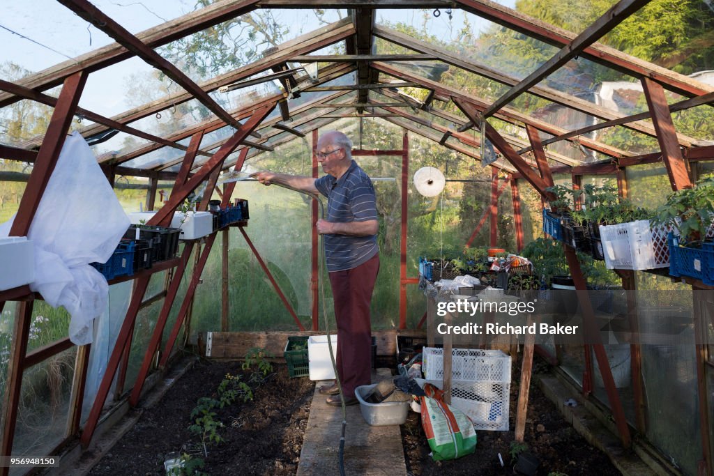 Elderly Man Waters Plants In Greenhouse