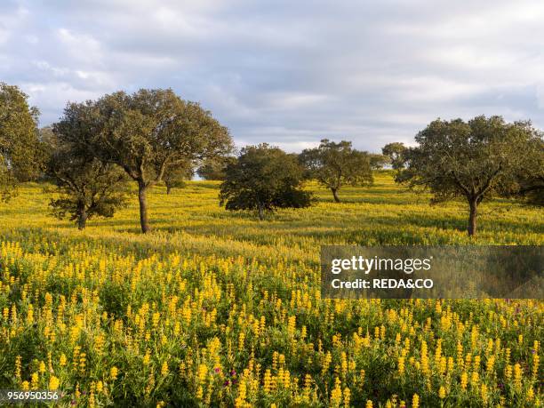 Landscape with wildflower meadow near Mertola in the nature reserve Parque Natural do Vale do Guadiana in the Alentejo Europe. Southern Europe....