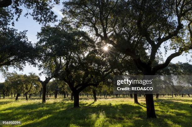 Cork oak in the Alentejo. Europe. Southern Europe. Portugal. Alentejo.