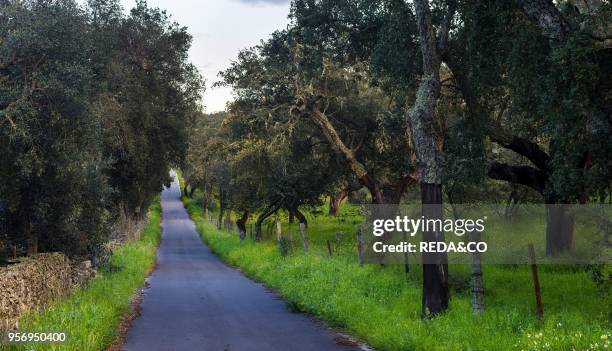 Cork oak in the Alentejo. Europe. Southern Europe. Portugal. Alentejo.