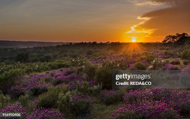 Landscape with Spanish lavender near Mertola in the nature reserve Parque Natural do Vale do Guadiana in the Alentejo Europe. Southern Europe....