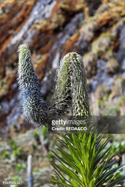 Giant Lobelia with florescence. Flower spike. In the high mountains of the Rwenzoris at about 4000m altitude. Africa. East Africa. Uganda. Rwenzori....