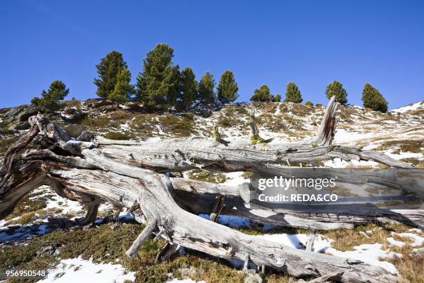 Alpine forest of Swiss Pine . Stelvio National Park at app. 2400m. In the foreground old trunk of a fallen Swiss PineEurope. Central Europe. Italy....