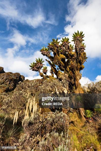 Giant Groundsel. Tree Senecio with moss and old mans beard lichen inthe upper Mobuku Valley of the Rwenzoris. Africa. East Africa. Uganda. Rwenzori....