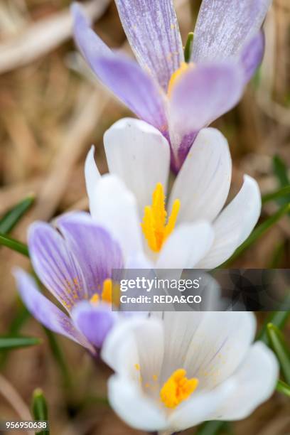 Spring Crocus in the south tyrolian alps are the harbinger of spring in the mountains. Meadow with blooming crocus near Moelten. Europe. Central...