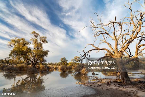 Landschaft im Hattah-Kulkyne National Park der Mallee Region in Australien. Das Hattah Seensystem ist gelistet als RAMSAR Feuchtgebiet. Ueber kanaele...