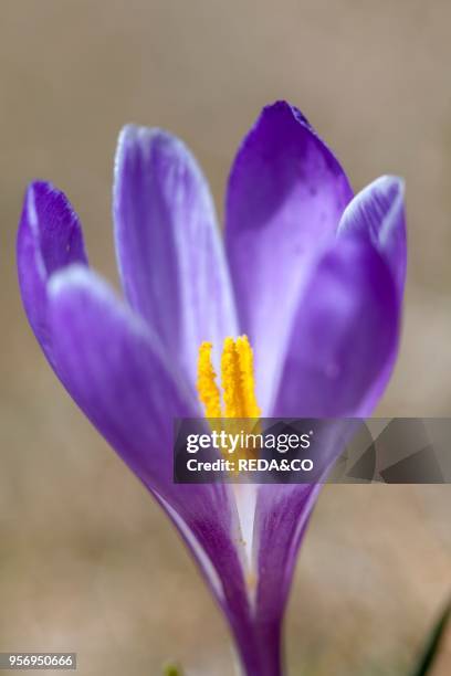 Spring Crocus in the south tyrolian alps are the harbinger of spring in the mountains. Meadow with blooming crocus near Moelten. Europe. Central...