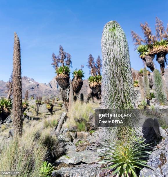 Giant Lobelia in the Mt. Kenya National Park. In the background the peaks of Mt. Kenya called Batian and Nelion and Giant Groundsel Dendrosenecio...