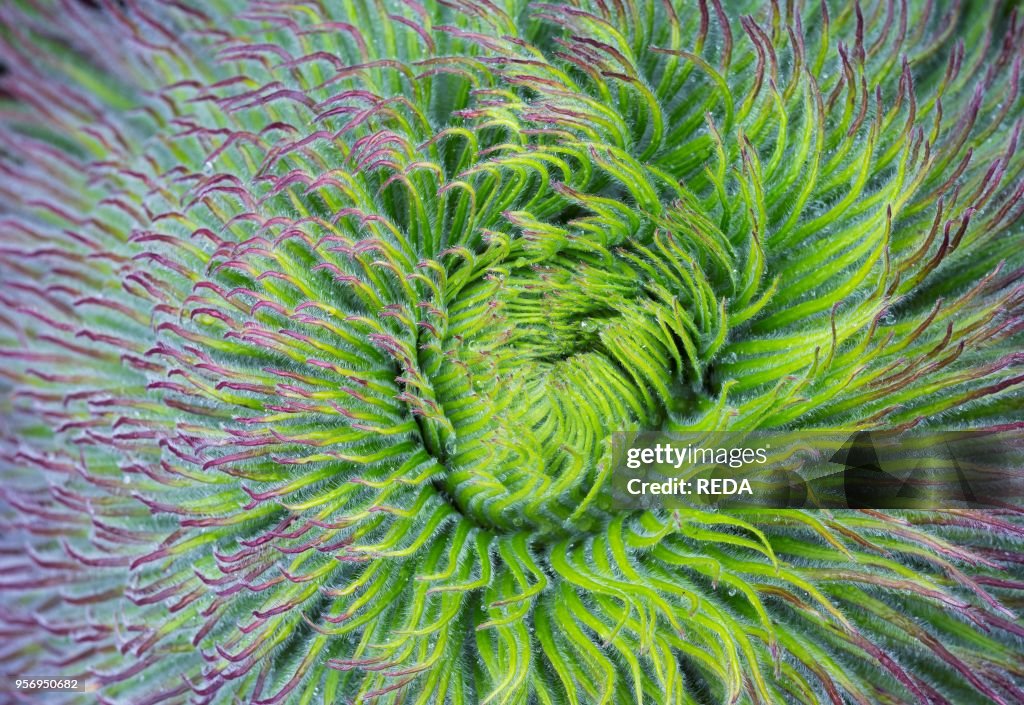 Giant Lobelia (Lobelia telekii) in the Mt