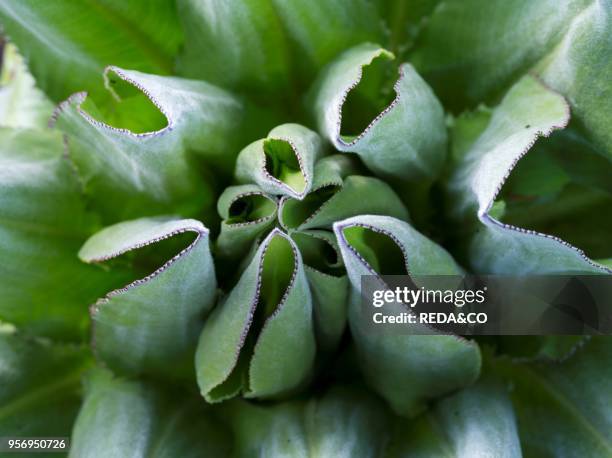 Giant Groundsel or Dendrosenecio in the Mount Kenya National Park. Kenya. Detail of the rosette of a young plant. Giant Groundsel is endemic to the...