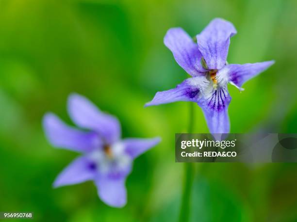 Viola odorata. Common names: wood violet. Sweet violet. English violet. Common violet. Florist's violet. Or garden violet in full bloom. Europe....