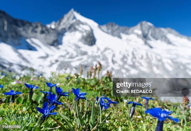 Bavarian gentian . NP Hohe Tauern. In the background Reichenspitz range in the Zillertal alps. .