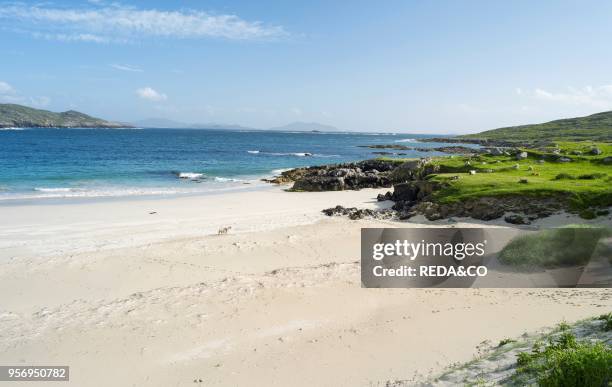 Sheep on the Isle of Harris. Home of the Harris Tweed. On sandy beach. Only Cheviot and Scottish Blackface sheep may be used for Harris Tweed....