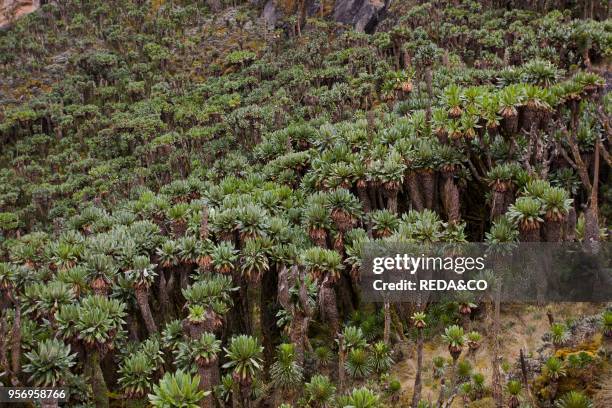 Dense mountain forest of giant groundsel or Tree Senecio . Rwenzori. Uganda. The Rwenzori Mountain Range is a National Park and listed as Unesco...