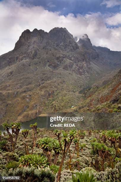 Kitandara Hut. Kitandara Lakes and Mt. Stanley in the Rwenzoris. Africa. East Africa. Uganda. Rwenzori.