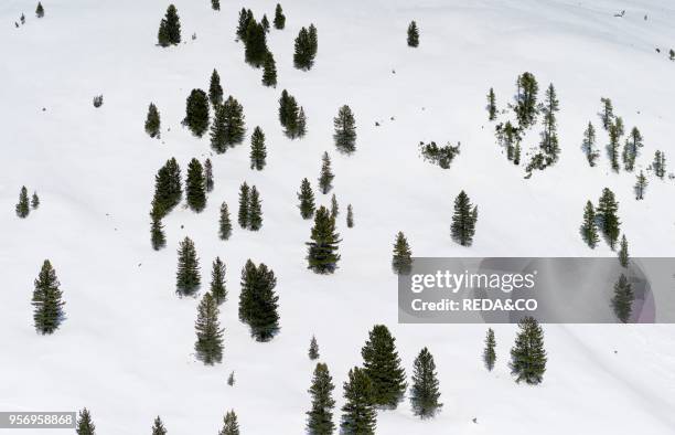 Swiss Pine or Arolla Pine or Mountain Pine int the Reichenspitz mountain range. Zillertal Alps. In the national Park Hohe Tauern during winter. The...