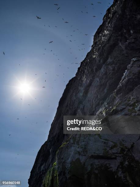 The islands of St Kilda archipelago in Scotland. Stac Lee having the largest northern gannet colonies worldwide. It is one of the few places...