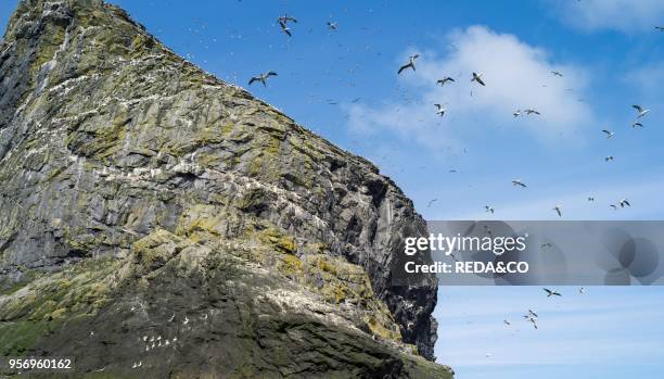 The islands of St Kilda archipelago in Scotland. Stac Lee having the largest northern gannet colonies worldwide. It is one of the few places...