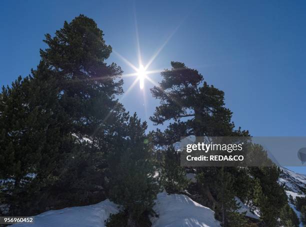 High altitude stand of Pinus cembra or Swiss Pine or Arolla Pine. Backlighted. Europe. Central Europe. Austria. Tyrol.