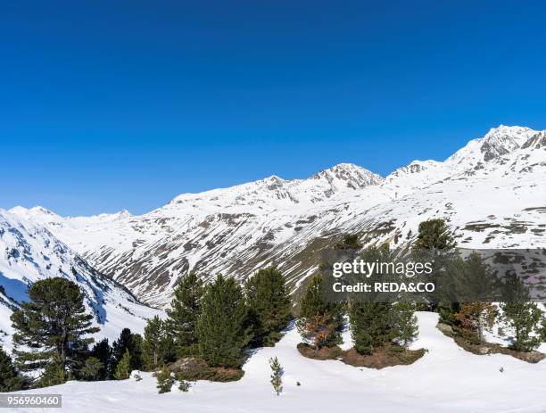 Oetztal Alps during winter with ice and snow near Vent. Tyrol. High altitude stand of Pinus cembra or Swiss Pine or Arolla Pine. Mount Wildspitze ....