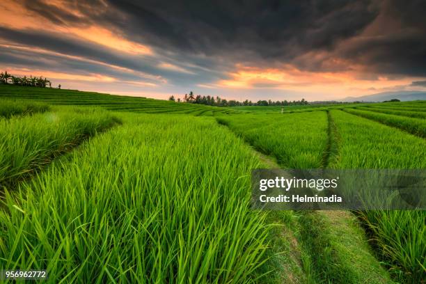 soka ricefield - soka foto e immagini stock