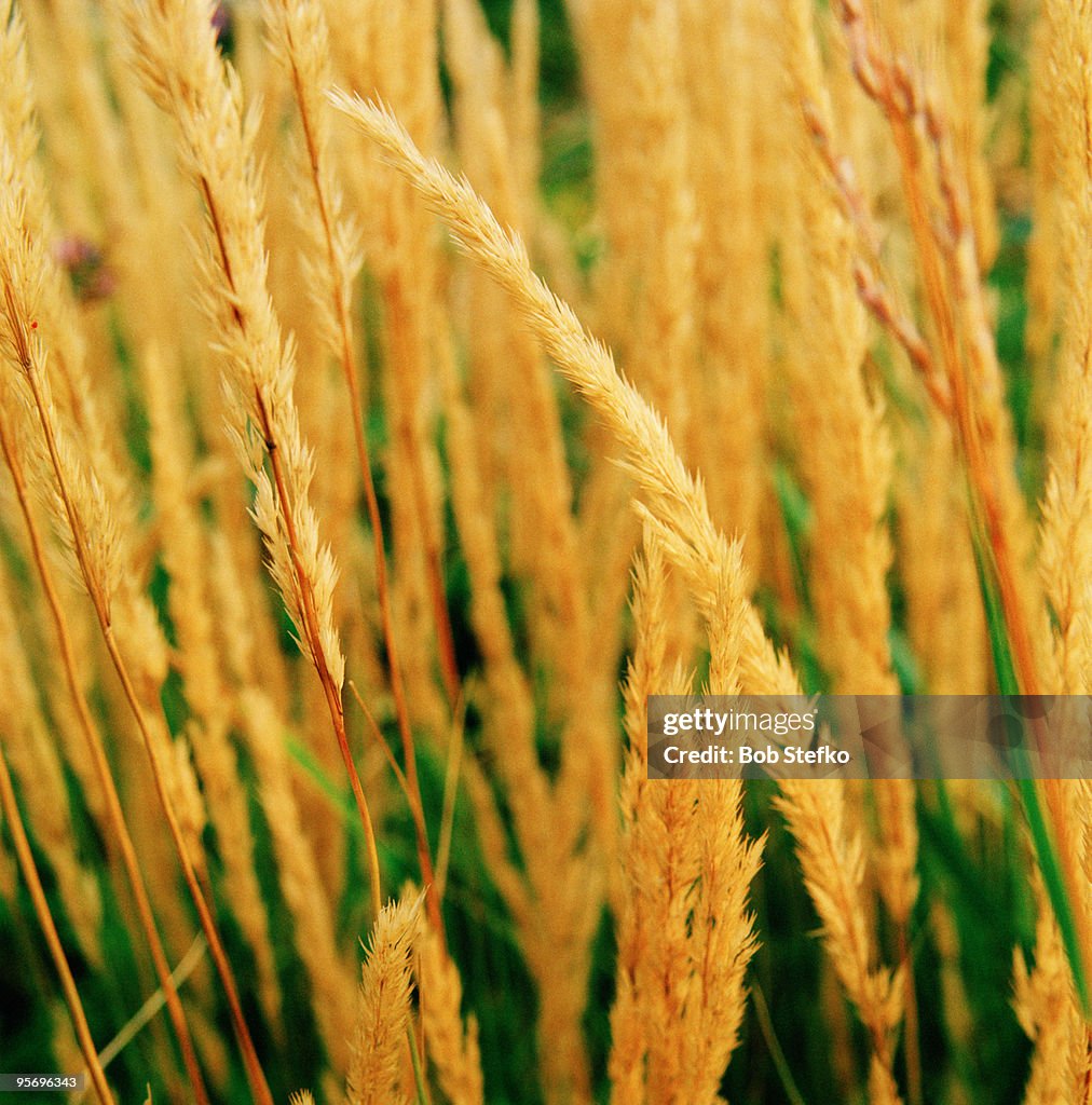 Indian grass