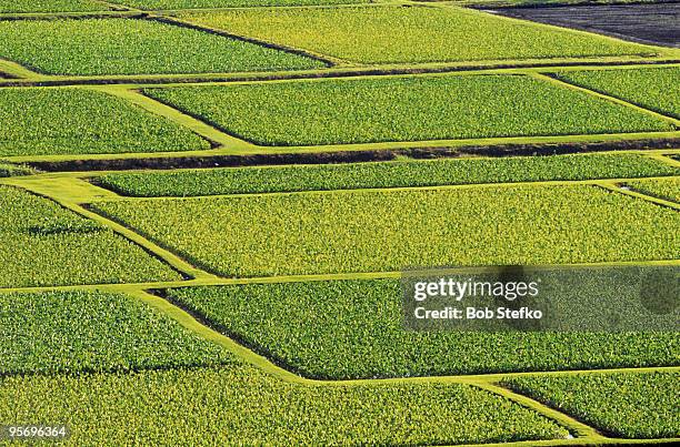 taro fields - taro stock pictures, royalty-free photos & images