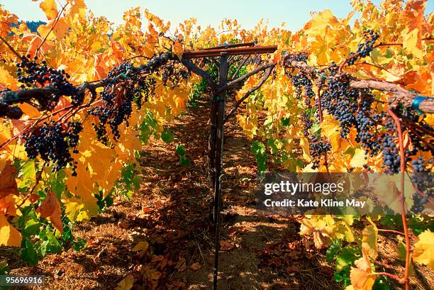 cabernet vineyard - cabernet sauvignon grape stock pictures, royalty-free photos & images