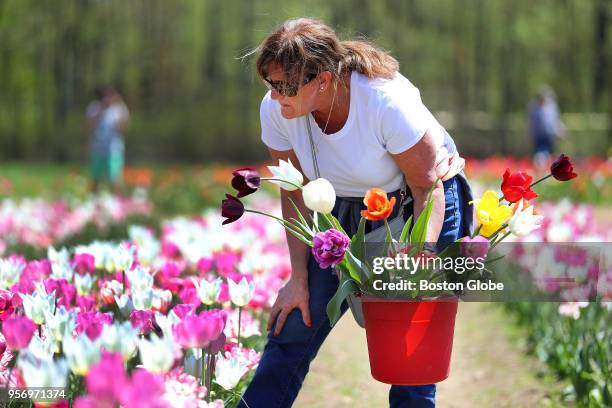 Paula Asci from Grafton, MA looks at tulips to pick at the Wicked Tulips Flower Farm in Johnston, RI on May 9, 2018. On five acres of farmland at the...