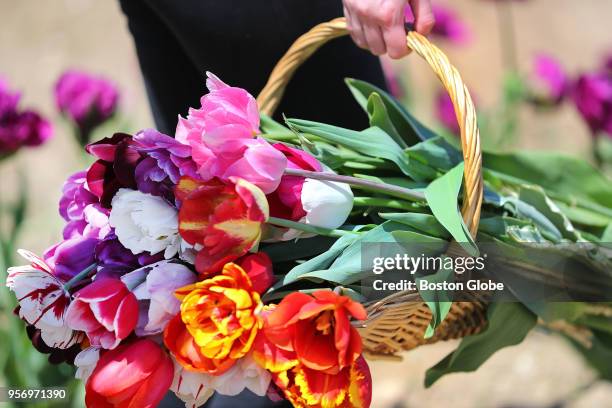 Basket of picked tulips is pictured at the Wicked Tulips Flower Farm in Johnston, RI on May 9, 2018. On five acres of farmland at the Wicked Tulips...