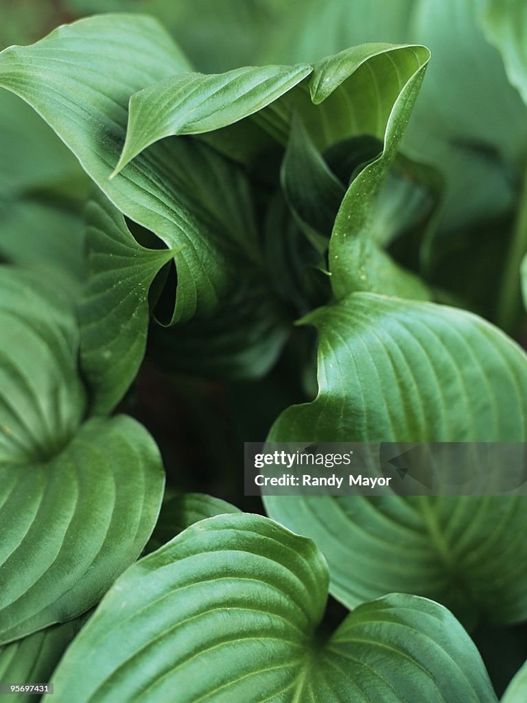 Close-up of leaves