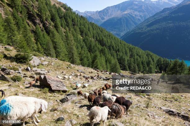 Transhumance - the great sheep trek across the main alpine crest in the Oetztal Alps between South Tyrol. Italy. And North Tyrol. Austria. Sheep trek...