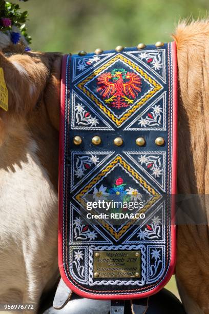 Cows returning from their summer pastures in the mountains for winter in the valley of Martell . At the end of summer the cows are driven back in a...