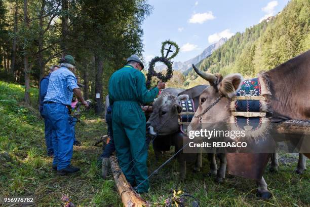 Cows returning from their summer pastures in the mountains for winter in the valley of Martell . At the end of summer the cows are driven back in a...