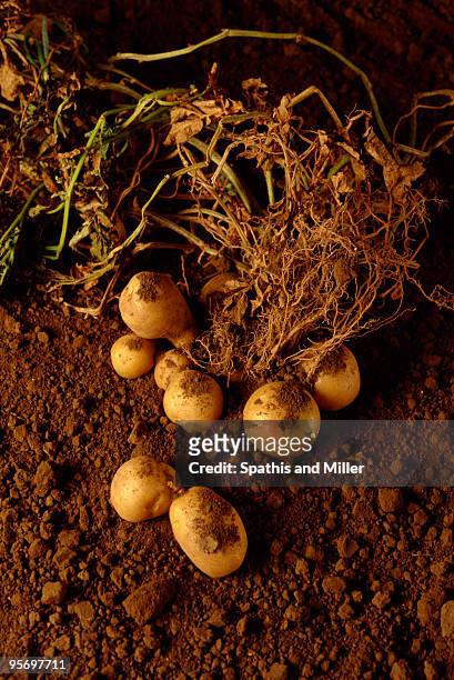 potatoes on soil - raw new potato stock pictures, royalty-free photos & images